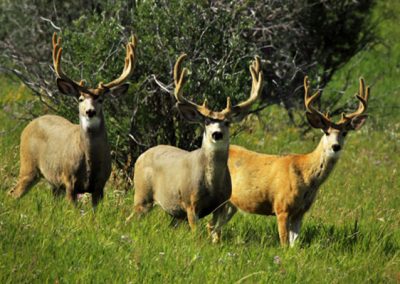 Bucks in the Castle Wilderness area