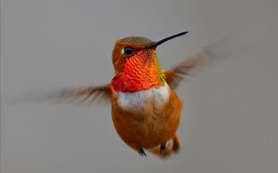 Hummingbird Open House